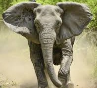 Fatal elephant rampage in Oyo community claims one life, leaves another missing 2 IMG 6645