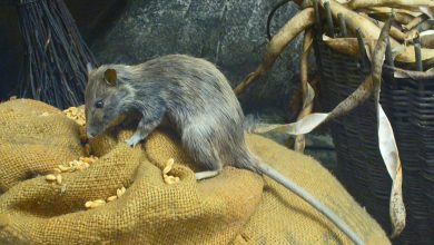 Rattus rattus 01 H Zell Wikimedia web cropped