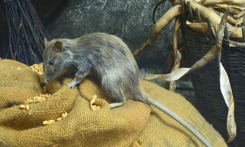 Hantavirus in Nigeria: Everything Nigerians Need to Know in 2026 1 Rattus rattus 01 H Zell Wikimedia web cropped